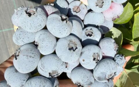 blueberry-yabanmersini (1)