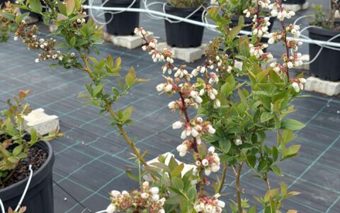 blueberry-yabanmersini (10)