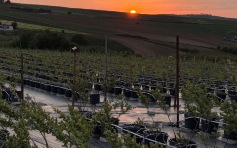 blueberry-yabanmersini (11)