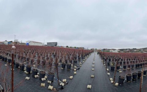 blueberry-yabanmersini (13)