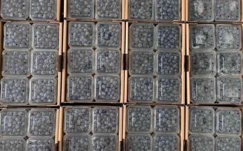 blueberry-yabanmersini (15)