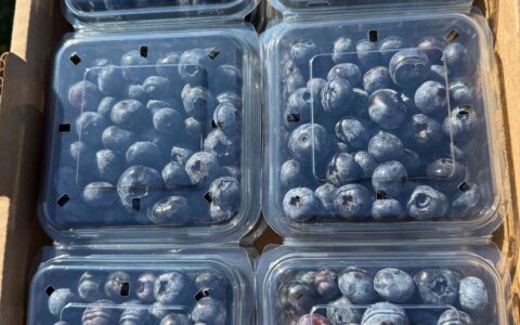 blueberry-yabanmersini (16)