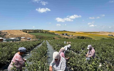 blueberry-yabanmersini (17)