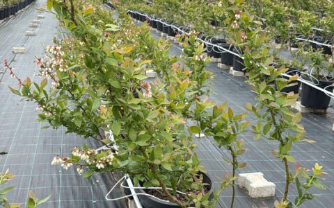 blueberry-yabanmersini (2)