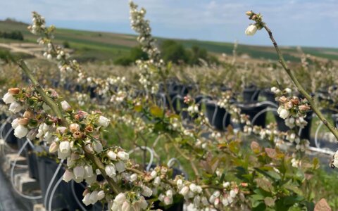 blueberry-yabanmersini (21)