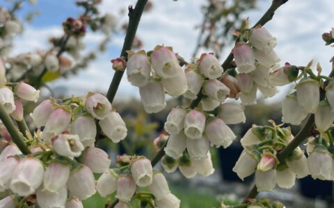 blueberry-yabanmersini (22)