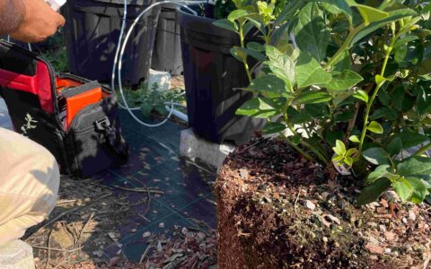 blueberry-yabanmersini (24)