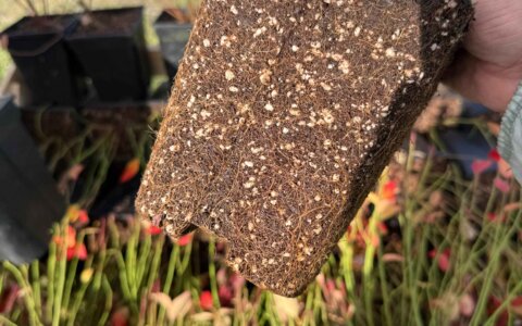 blueberry-yabanmersini (26)