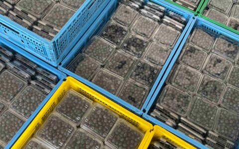 blueberry-yabanmersini (28)