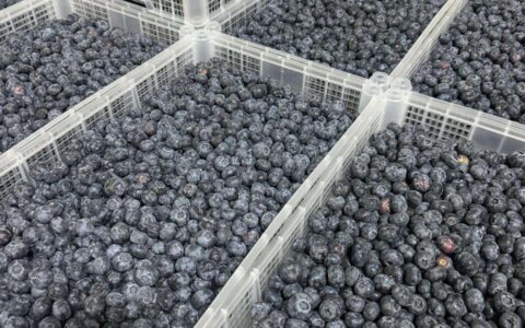 blueberry-yabanmersini (4)