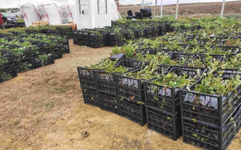 blueberry-yabanmersini (7)