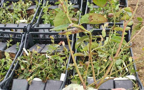 blueberry-yabanmersini (8)