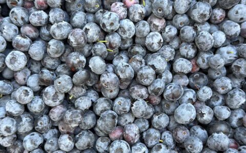 blueberry-yabanmersini (9)